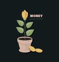 Coins flowers potted. Money bud flower. Royalty Free Stock Photo